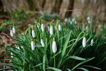 Frühlingsboten - Schneeglöckchen in Nahaufnahme