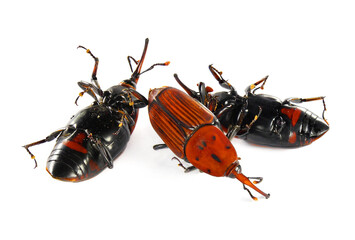 Dead beetle of Red Palm Weevil, Asian Palm Weevil or Sago Palm Weevil, Rhynchophorus ferrugineus is a main pest of date palm plantations. Pest control concept. Isolated on a white background 