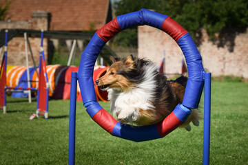 Sheltie is jumping in tyre. Amazing day on czech agility privat training