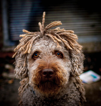 
sweet look of a spanish water dog with his dreadlocks in the wind