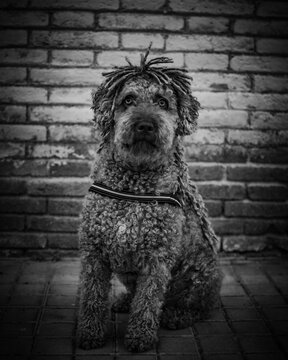 spanish water dog with brick wall on his back. black and white