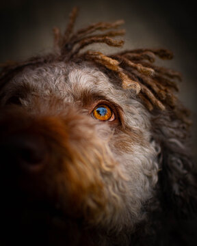 piercing gaze of a spanish water dog , lying on the ground