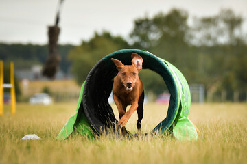weimaraner dog is running in agility tunnel. Amazing day on czech agility privat training
