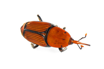 Dead beetle of Red Palm Weevil, Asian Palm Weevil or Sago Palm Weevil, Rhynchophorus ferrugineus is a main pest of date palm plantations. Pest control concept. Isolated on a white background 