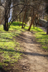 quiet spring green park. desert path