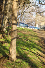 quiet spring green park. desert path