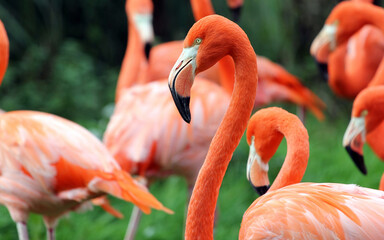 flamingo in the zoo