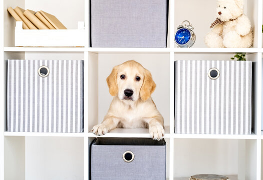 Funny Dog With Tongue Out Surrounded By Shelves