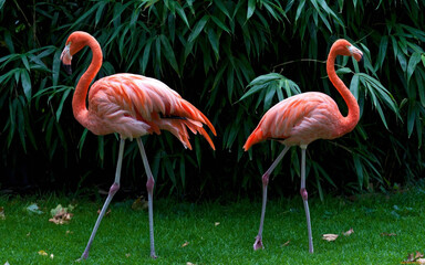 pink flamingo in the zoo