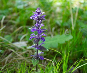 Salvia officinalis flower in the middle of the green grass. Small purple mountain flower.