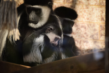 Mum and baby of Colobus guereza in a zoo. They so nice relationship