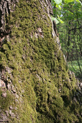 Beautiful Bright Green moss grown up cover the dry tree trunk in the forest.The moss texture in nature for wallpaper background.