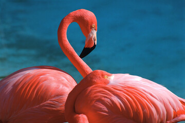 close up of a pink flamingo