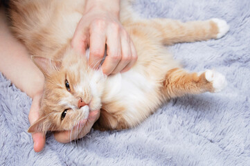 Hands of a Caucasian woman stroking beige cat lying on a gray plaid.