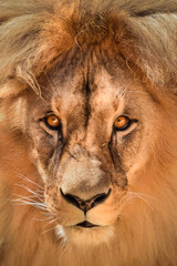 Naklejka premium Lion in our zoo in the Czech republic. He is in zoo usti and he is so beautiful one