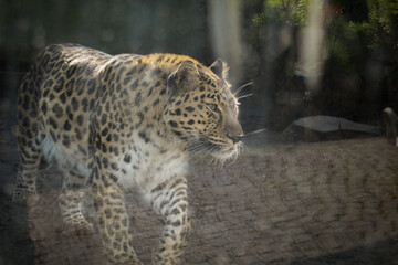 an African leopard is going in a zoo. He is nervous.