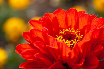 Astra is a flower shot close-up. Macro shooting.