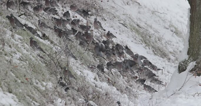 groupe de pigeon ramier (Columba palumbus) mangeant dans la neige