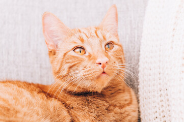 Ginger cat is laying on sofa, calm and happy, perfect pet companion