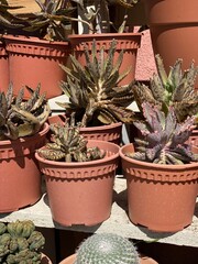 cactus in pots