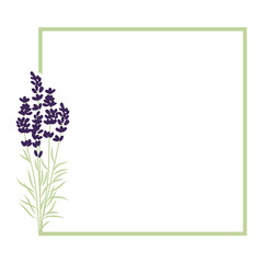 lavender flower frame, vector