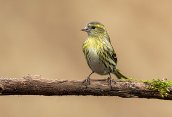 Siskin ( Carduelis spinus ) bird close up