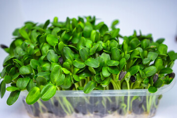 Growing micro greens, raw sprouts in greenhouse home conditions.