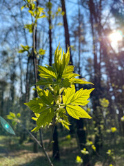 Obraz premium Fresh spring leaves in a sunny spring forest
