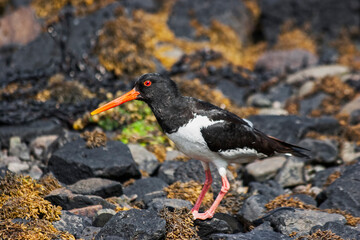 Oystercatcher, Haematopus ostralegus in a Scottish loch