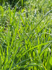 Fresh spring grass with morning dew