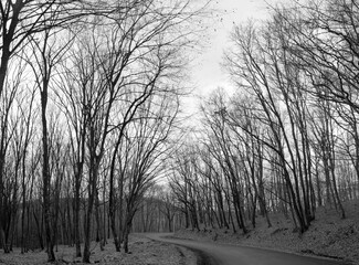 a dirt road through the leafless forest