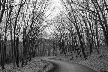 a dirt road through the leafless forest