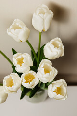 Naklejka na ściany i meble Bouquet of white fresh tulips, top view, free space, 8 march women's holiday