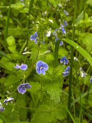 Fresh spring blossom in a sunny spring forest