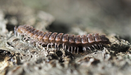Macro photography of millipedes Polydesmus. Arthropod common on woods. Close up to multi-leg scary...