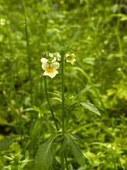 Fresh spring blossom in a sunny spring forest