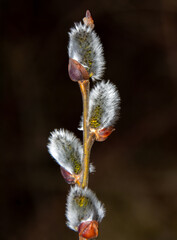 a branch with willow buds