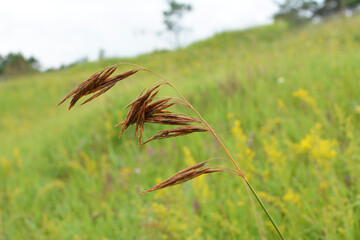 In nature, grows cereal forage grass for animals - bromus inermis