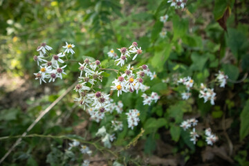 flowers in the forest
