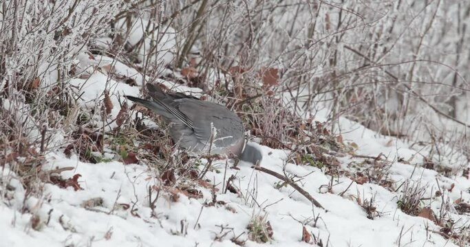 pigeon ramier (Columba palumbus) en gros plan dans la neige