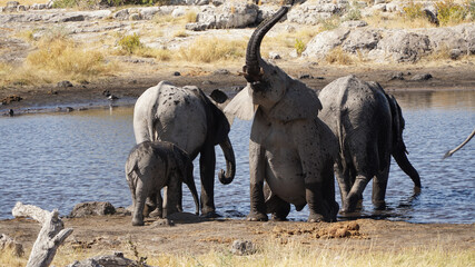 Elephant herd seen during a safari in the dry bush of Etosha National Park, Namibia.