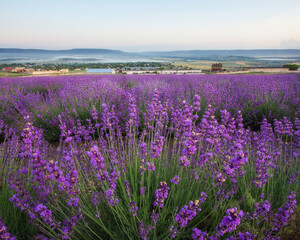 Fototapeta na wymiar Morning in the lavender field. Very beautiful landscape. A blooming field of lavender.