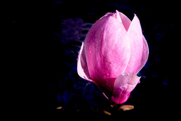 Big flower of magnolia on the dark water. Artistic macro close up. Elegant wet petals glowing and shaping in the water. High quality photo