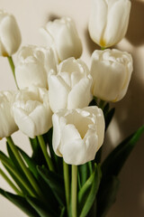 Bouquet of white fresh tulips, top view, free space, 8 march women's holiday
