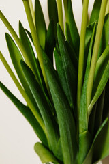Obraz premium Close-up frame of fresh white tulips in a transparent glass vase on a light background