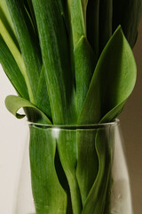 Close-up frame of fresh white tulips in a transparent glass vase on a light background