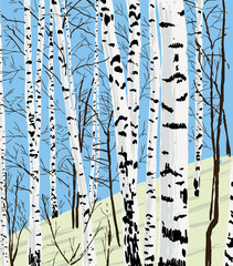 Vector illustration of drawn birch grove in spring