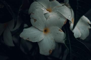 Fototapeta na wymiar White Flower