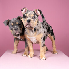 Portrait of two cute old english bulldog puppies looking at the camera on a pink background