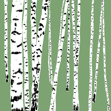 Vector image of birch trees on green background © Amili